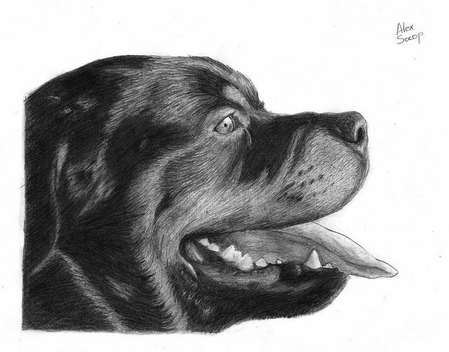 Perro rottweiler