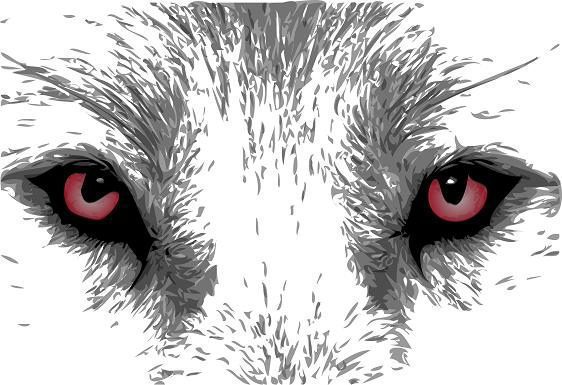 Mirada felina