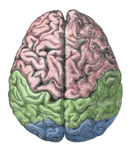 Cerebro