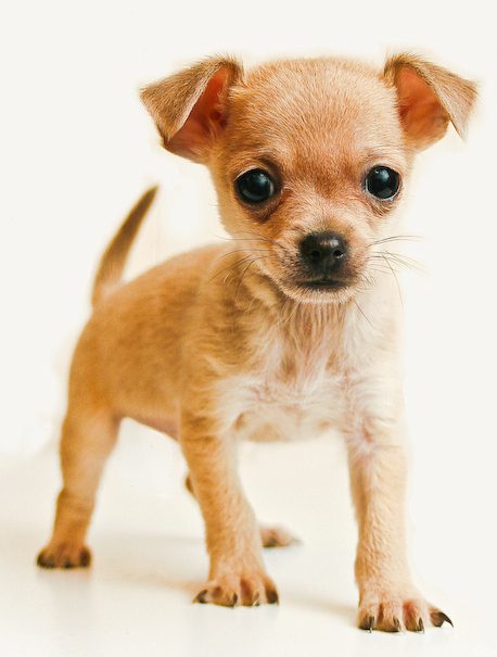 Perro chihuahua
