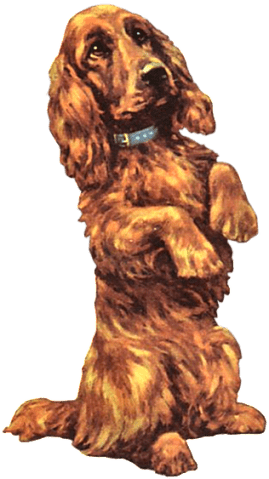 Perro
