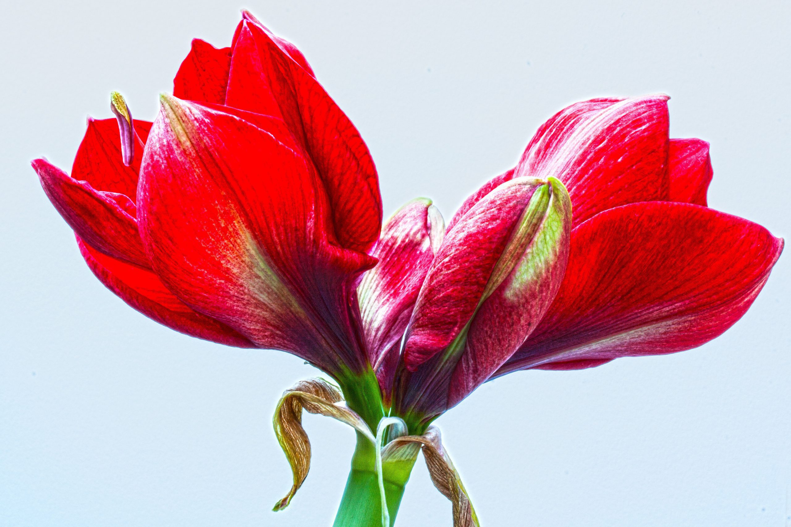amaryllis-234332