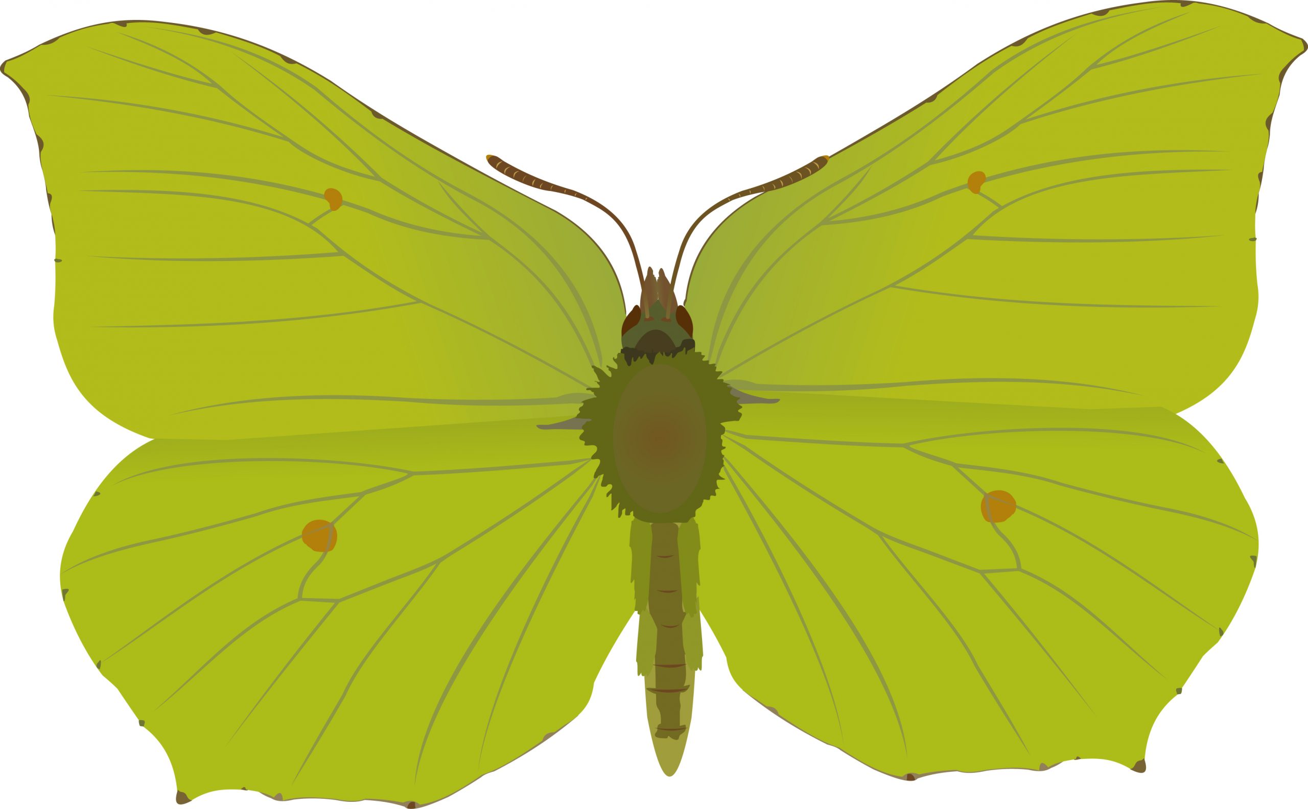 Mariposa verde