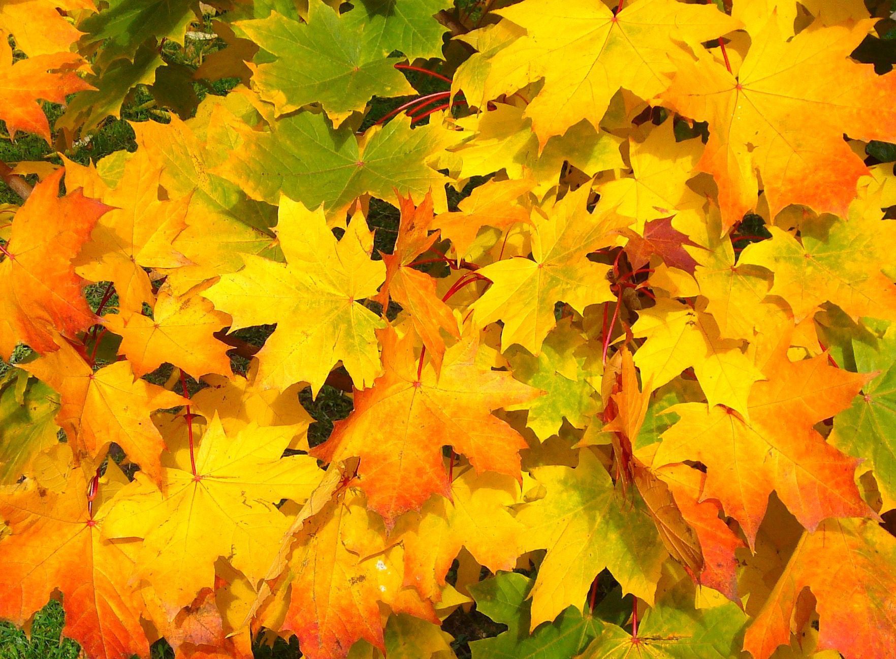 fall-57427