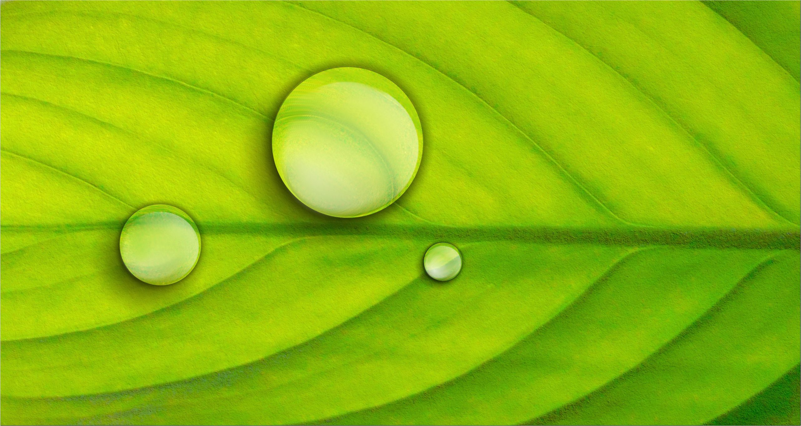 leaf-254608