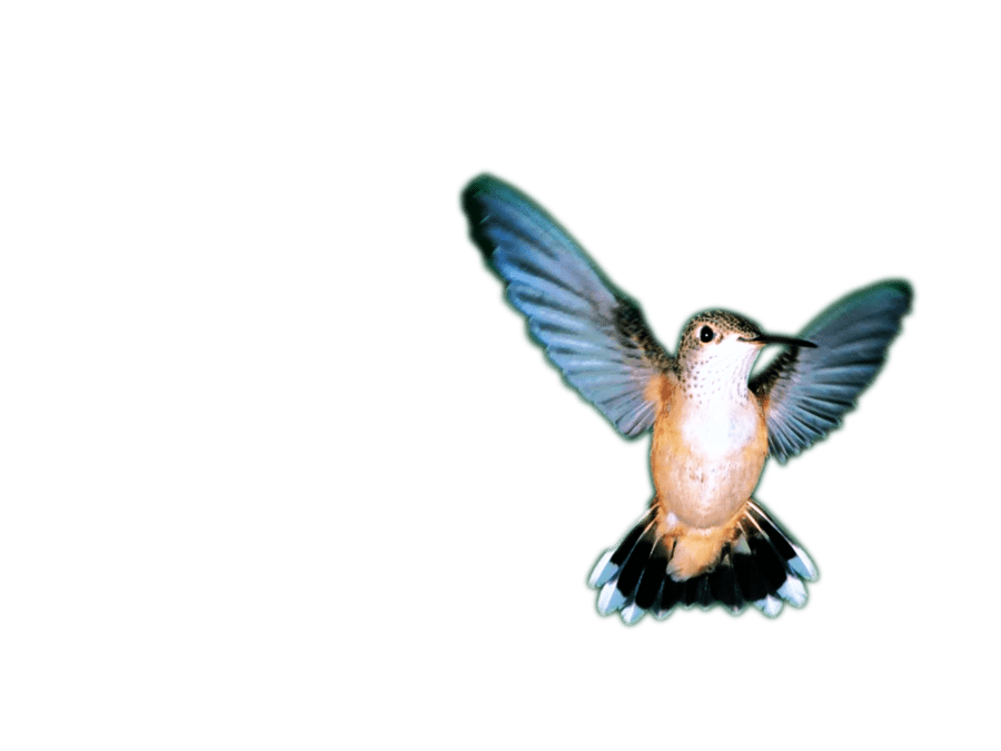 Colibrí