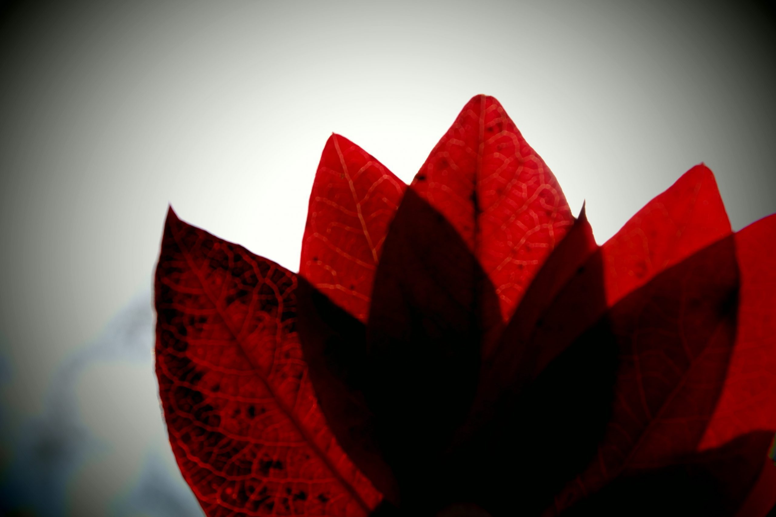 Flor Roja