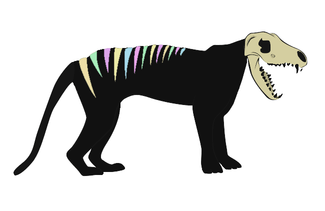 Thylacine esqueleto