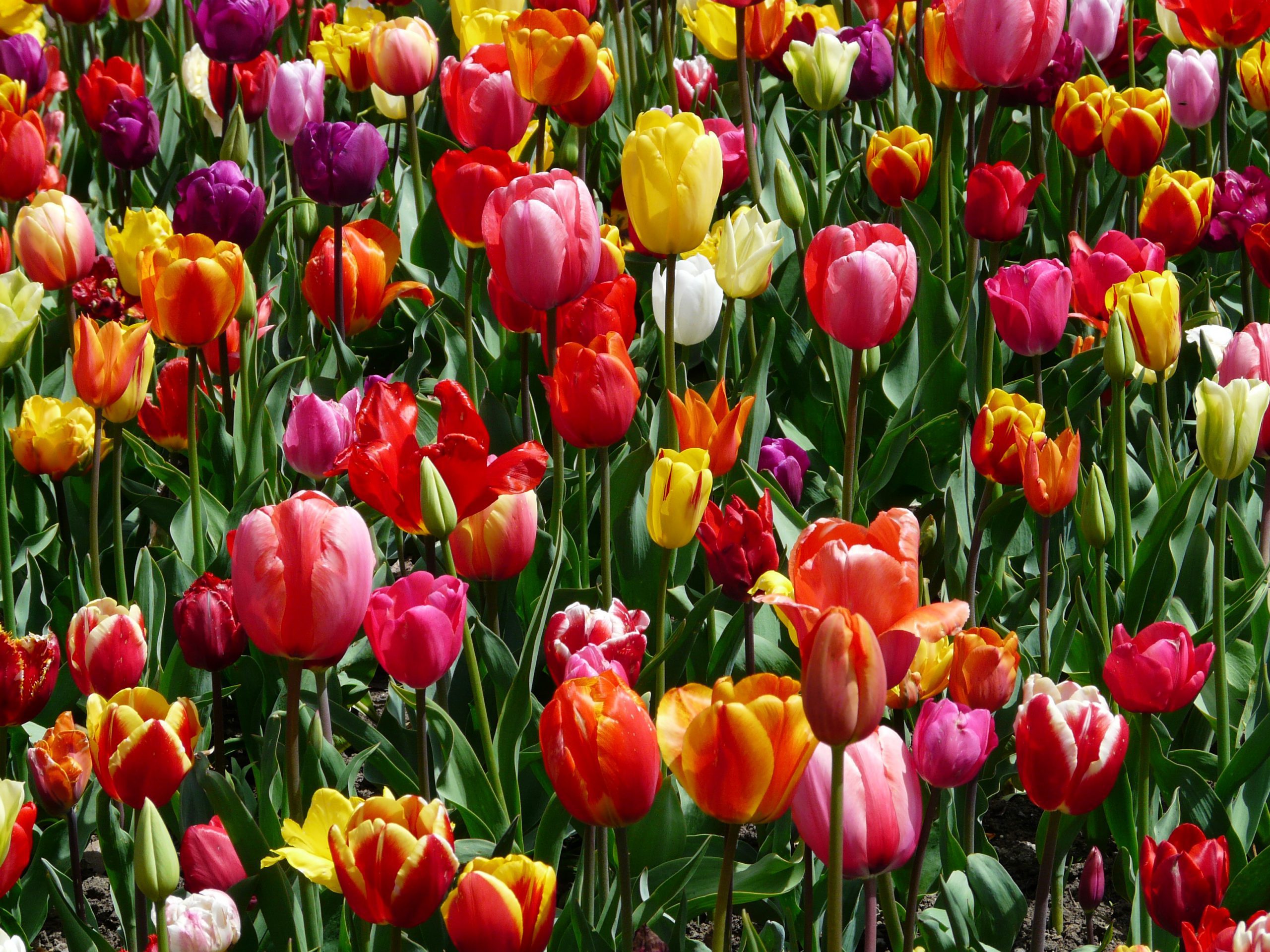 Jardín de tulipanes