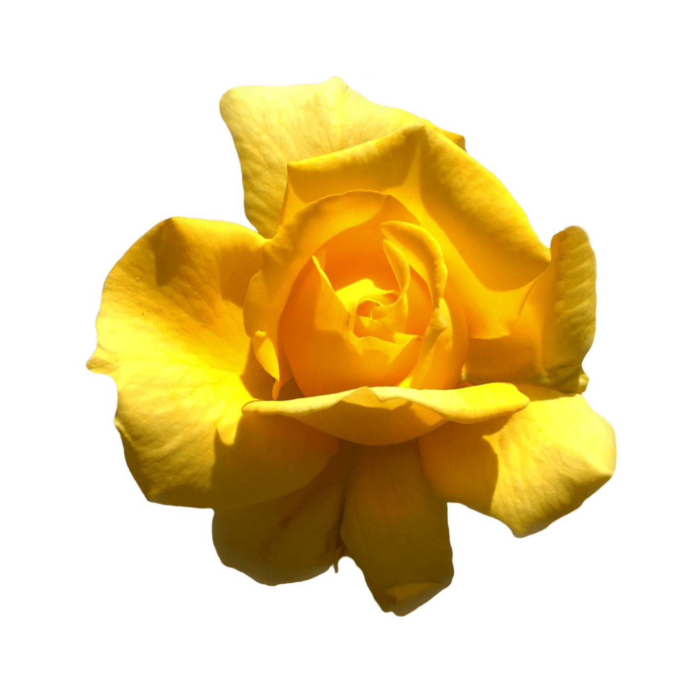 Rosa Amarilla