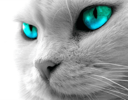 Gato