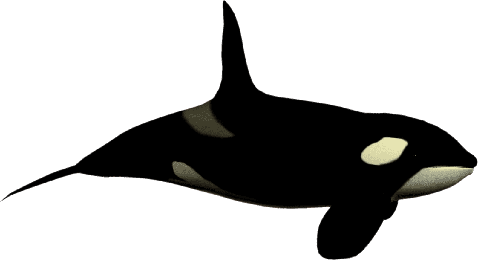 Plantilla Orca