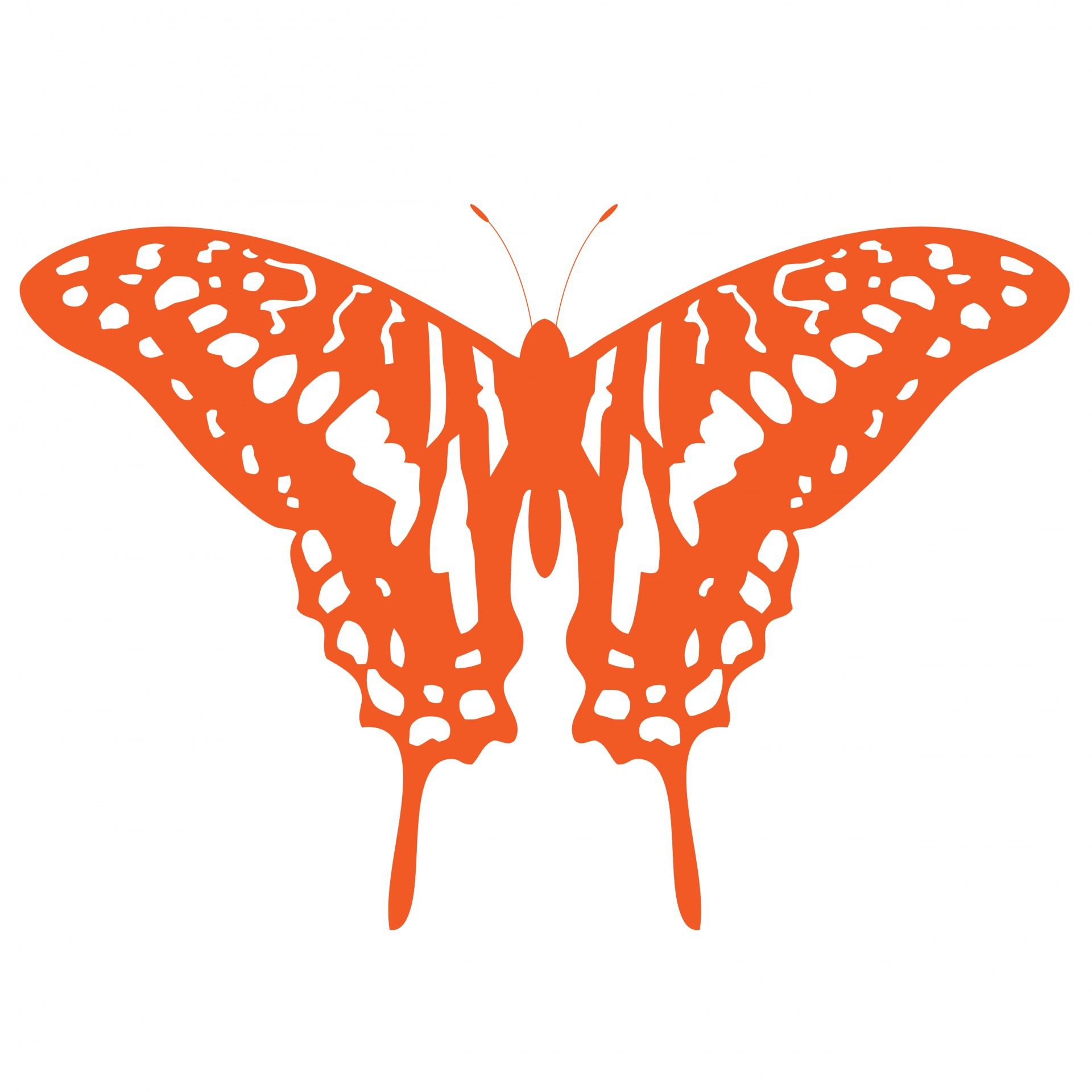 Plantilla de Mariposa