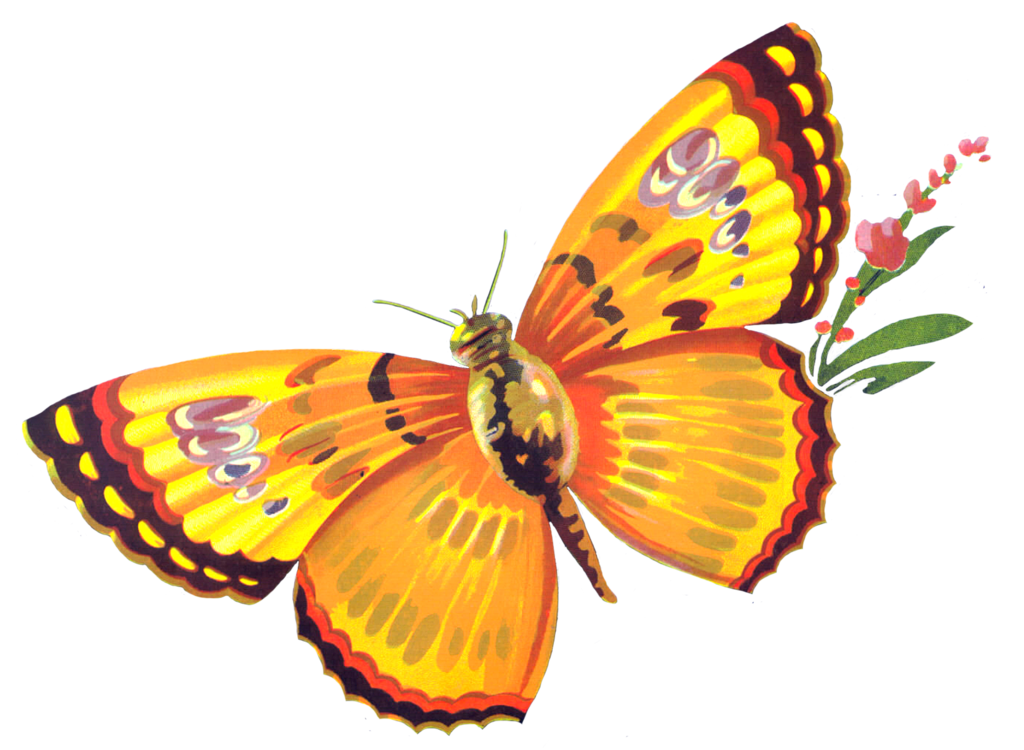 Mariposa