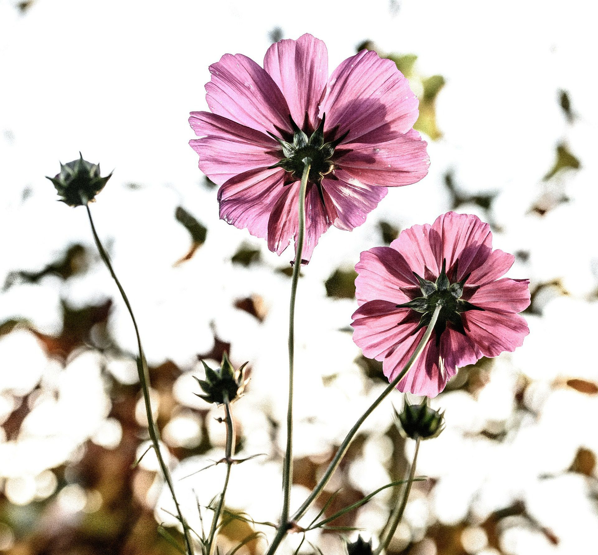 Flores
