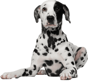 Plantilla de Dalmata