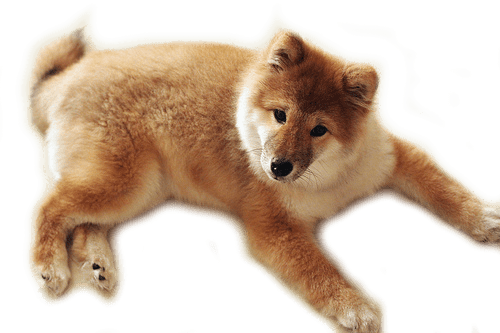 Plantilla de Perro