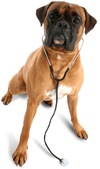 Plantilla Perro Boxer