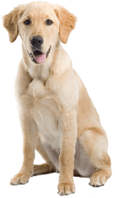 Plantilla Perro Golden
