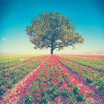Fotografía Arbol