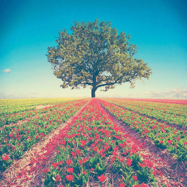 Fotografía Arbol